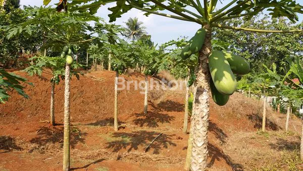 image INVESTASI TANAH STRATEGIS DI LEUWISADENG (3)