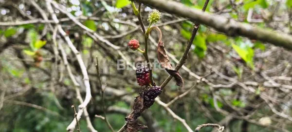 image KEBUN MULLBERRY PRODUKTIF DI CIBODAS LEMBANG (1)