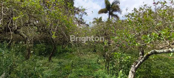 image KEBUN MULLBERRY PRODUKTIF DI CIBODAS LEMBANG (3)