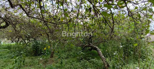 image KEBUN MULLBERRY PRODUKTIF DI CIBODAS LEMBANG (4)