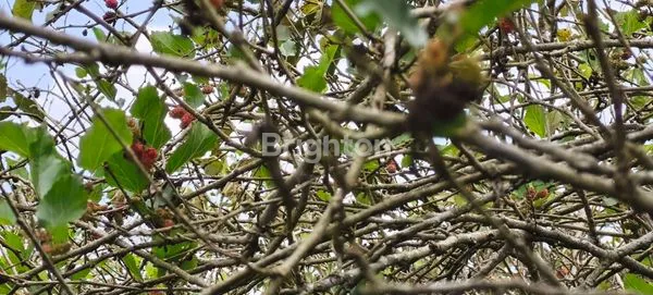 image KEBUN MULLBERRY PRODUKTIF DI CIBODAS LEMBANG (5)