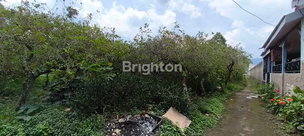 image KEBUN MULLBERRY PRODUKTIF DI CIBODAS LEMBANG (6)