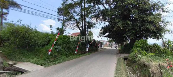 image KEBUN MULLBERRY PRODUKTIF DI CIBODAS LEMBANG (8)