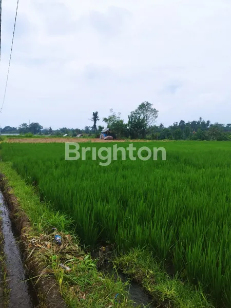 image TANAH SAWAH 44 ARE DI KLUNGKUNG – INVESTASI BALI HARGA WARAS, PROSPEK JELAS! (1)
