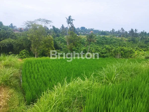 image TANAH SAWAH 44 ARE DI KLUNGKUNG – INVESTASI BALI HARGA WARAS, PROSPEK JELAS! (5)