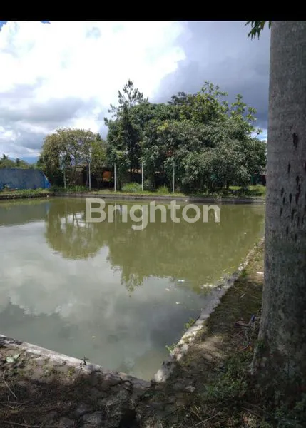 image INVESTASI TANAH PRODUKTIF + KOLAM (5)