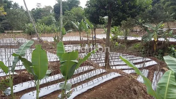 TANAH SIAP BANGUN 12.500 M² – SANGAT COCOK UNTUK PROYEK PERUMAHAN DI SUKABUMI