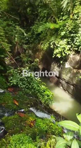 image TANAH 1,2 HA VIEW SPEKTAKULER DI TABANAN (1)