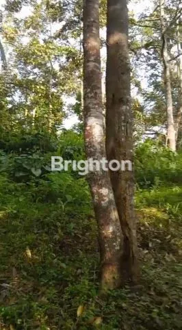 image TANAH 1,2 HA VIEW SPEKTAKULER DI TABANAN (6)