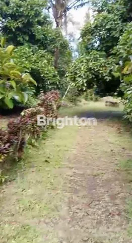 image TANAH 1,5 HA STRATEGIS DI TABANAN (2)