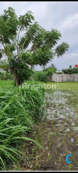 image DIJUAL TANAH DI SITUBONDO (4)