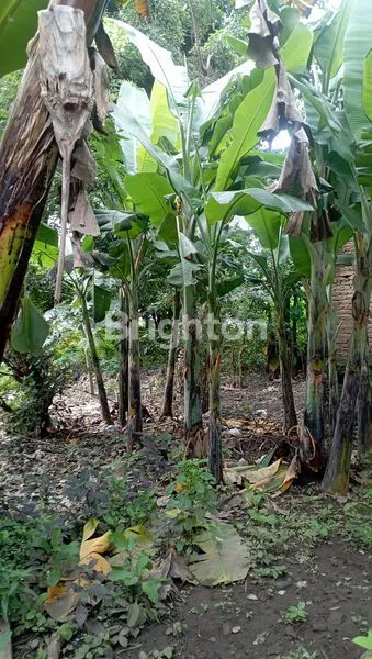 image DIJUAL RUMAH TUA 1.425 M² DI TENGAH KOTA KEDIRI (4)