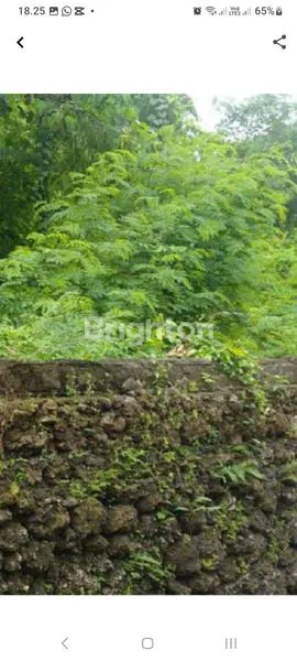 image DIJUAL TANAH DI NUSA DUA SILIGITA (2)