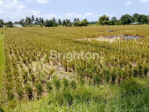 image DISEWAKAN TANAH 33,5 NYITDAH,TABANAN (3)