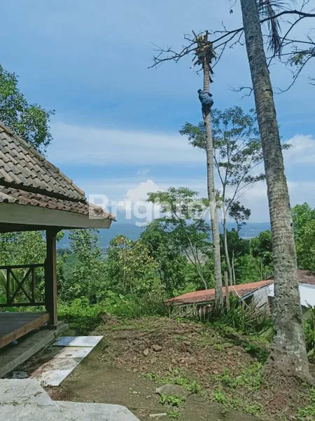 image JUAL TANAH KEBUN LUAS BONUS ANEKA TANAMAN BANYUBIRU (4)