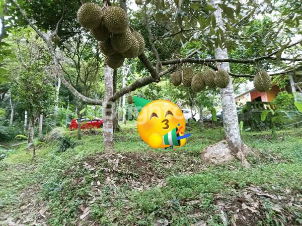 image JUAL TANAH KEBUN LUAS BONUS ANEKA TANAMAN BANYUBIRU (5)