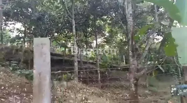 image JUAL TANAH KEBUN LUAS BONUS ANEKA TANAMAN BANYUBIRU (6)