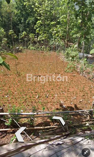 image TANAH LUAS 250M², COCOK USAHA TERNAK AYAM  (4)