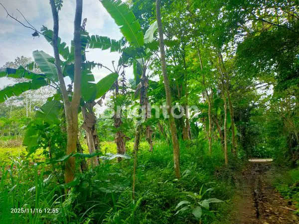 image TANAH KAVLING SIAP BANGUN DI JL. BARAN, LESANPURO – AKSES MUDAH & LINGKUNGAN TENANG (5)