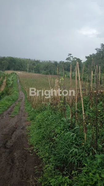 image TANAH PREMIUM PROSPEKTIF KOTA MALANG - BATU AKSES WISATA  SKYLAND, HOTEL BINTANG 5, AREA VILLA (2)