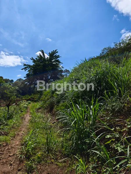 image TANAH  2 KAVLING MASING2 @950 METER VIEW PEGUNUNGAN – PANCASARI DEKAT BEDUGUL  BALI\\\\U2728\\\\N (3)