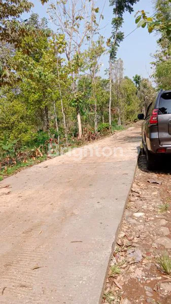 image KEBUN PRODUKTIF CENGKEH & DURIAN WONOSALAM JOMBANG  (1)