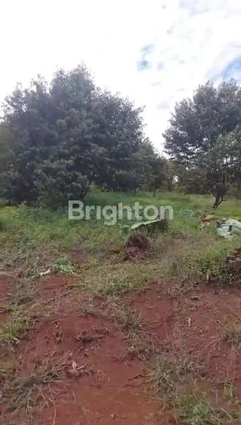 image TANAH KEBUN DURIAN MURAH MERIAH BOGOR (3)