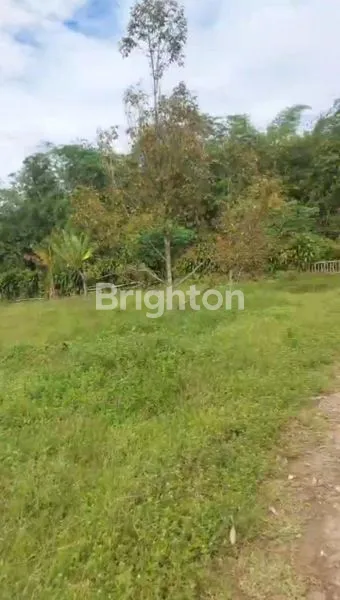 image TANAH KEBUN DURIAN MURAH MERIAH BOGOR (4)