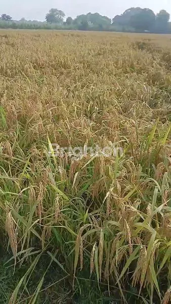 INVESTASI TANAH 3000 M² DI BEKASI, BISA NEGO