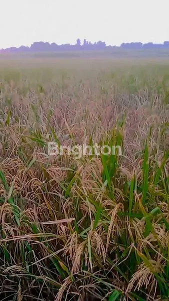 image INVESTASI TANAH 3000 M² DI BEKASI, BISA NEGO (2)