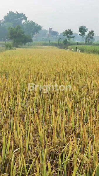 image TANAH SAWAH 3 HEKTAR DI SUKAWANGI, BEKASI (2)