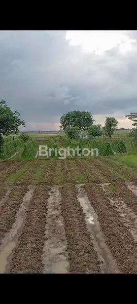 image LAHAN COCOK UNTUK PERUMAHAN BABELAN BEKASI (2)