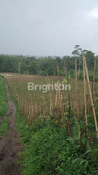image TANAH PROSPEKTIF LUAS 1.6 HA TAWANGARGO COCOK UNTUK KAVLING DAN PERUMAHAN AKSES RODA 4 (2)