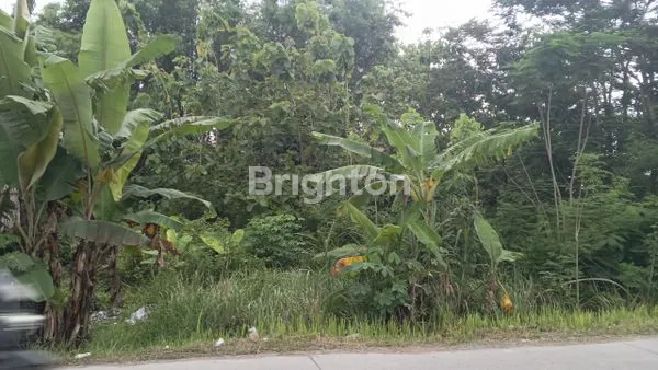 image TANAH 860 M2 DI JERUK SAWIT DEKAT MOJOSONGO (3)