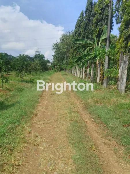 image LAHAN MURAH STRATEGIS POLOKARTO, COCOK INVESTASI EX TERNAK AYAM (3)