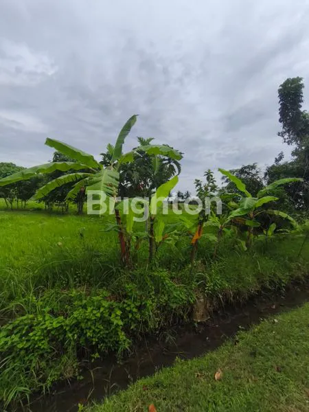 image TERSEDIA TANAH KAVELING ASRI ALAMI MENGHADIRKAN PEMANDANGAM SAWAH DAN LAUT DI PANTAI BELONG TABANAN BALI (4)