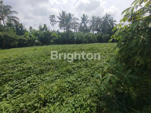 image TANAH STRATEGIS JABUNG DESA SIDOREJO (5)