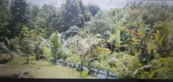 image INVESTASI TANAH KUTAI: KEBUN, SAWAH, VILLA MEWAH  (5)