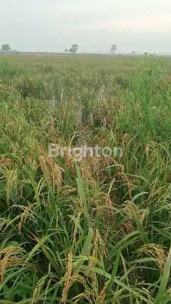 image TANAH STRATEGIS TAMBUN SELATAN, 658M², AKSES MUDAH (4)