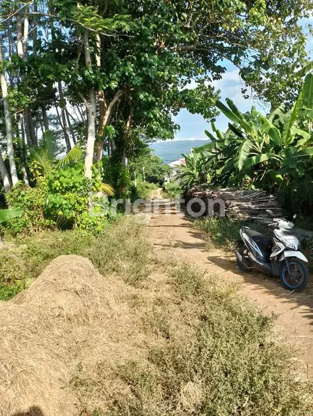 image TANAH 3 HA LOVINA BALI – VIEW GUNUNG, SAWAH & PANTAI, NEGO OWNER! (7)