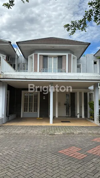 GREEN ORCHID | CLUSTER ARANTHERA