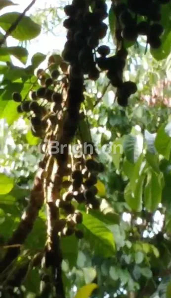 image LAHAN KEBUN LANGSAT PUNGGUR SIAP PANEN (2)