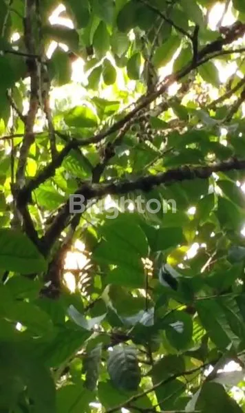 image LAHAN KEBUN LANGSAT PUNGGUR SIAP PANEN (4)