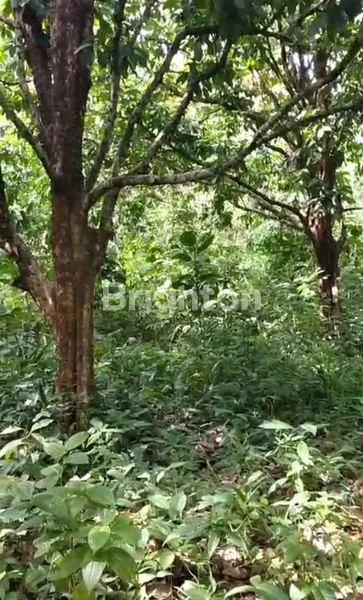 image LAHAN KEBUN LANGSAT PUNGGUR SIAP PANEN (3)