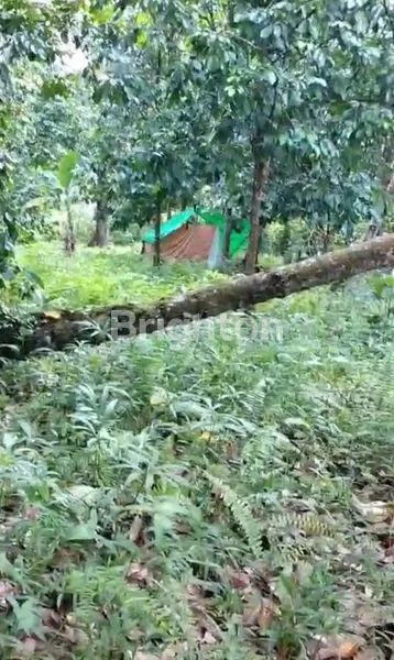 image LAHAN KEBUN LANGSAT PUNGGUR SIAP PANEN (6)