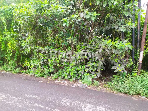 image TANAH STRATEGIS DI GIANYAR – POTENSI TINGGI & LINGKUNGAN NYAMAN (7)