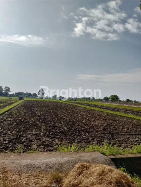 image TANAH LUAS 3 HA VIEW PANTAI LOVINA BALI (5)