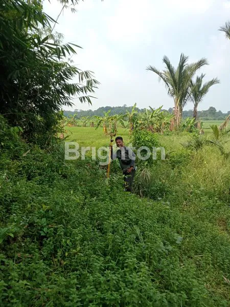 image TANAH DIJUAL MURAH COCOK UNTUK PERUMAHAN DAERAH SELAPAJANG, CISOKA, KAB TANGERANG (6)