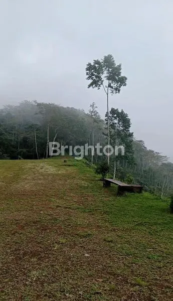 image TANAH KAVLING DURIAN MUSANGKING 10 ARE SHM (5)