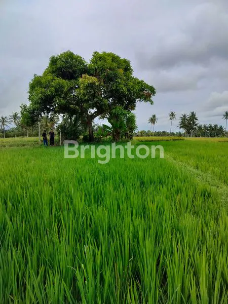 image JUAL SAWAH PRODUKTIF SHM DI KENJO BANYUWANGI VIEW SELAT BALI & GUNUNG IJEN (1)